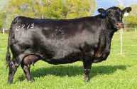 0 A full sister to Lot 10 Sells open Last flush 11/28/14 Here is a powerful Angus opportunity from the donor lineup at Frankenreider Cattle Company and the great Dixie Erica tribe!