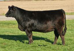 Lot 19 A full sister to the dam of Lot 19 CARD/Buckeye Chill 126A 20 Lot 20 50% SIMMENTAL FEMALE ASA 2899917 March 12, 2013 Tag 3126 SVF STEEL FORCE S701 GCC WHIZARD 125W MISS CHILL 1829 SVF STEEL