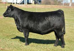 This Broker half-blood is going to make a seriously powerful cow with her tremendous width of body and total dimension.