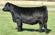Foundation Angus Bred Heifers Lot 10 Cardinal Favorite 62A 37 FEMALE AAA 17621710 February 1, 2013 Tag 362 CONNEALY ONWARD MA MOVIN ON 436-577 BALA BELL 577 TM MCATL PURE PRODUCT 903-55 CARD FAVORITE