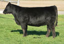 Fancy Bred Heifers from Our Best Cow Families Lot 14A CARD Iris 091A 44a 37.