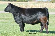 calve 3/08 to Final Drive A real beauty by Dubai, the potent Irish Whiskey x Chill Factor blend that has given us two crops of favorites, this heifer is one of many young leaders in this offering and