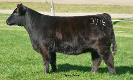 ChiAngus and Chi Bred Heifers Lot 55 CARD JP Lass 106A 55 8.
