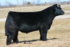 heifer Semen Available One of the most exciting sires we ve ever