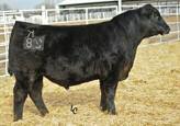 A daughter was our $22,500 top Angus heifer and another sold