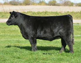 She has been a no-miss producer with a first calf by BMR Explorer that brought $4,000 and won for the Speckhart family, IL, and a second daughter by I-80 that has been a big winner for Briggs Peine,