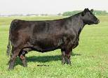 2 Sells open An embryo daughter of the Bloomberg family s 2009 Illinois State Fair Supreme Champion Female, this is one you ve got to see!