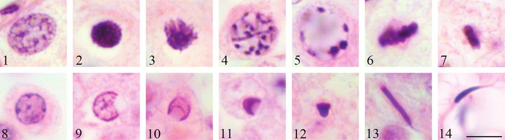Vergilov V. S., V. G. Necheva & B. P. Zlatkov budaki Göcmen, Kumlutas & Tosunoglu, 1996 based on dissected specimens. There is only one study on the gonadal histology of A.