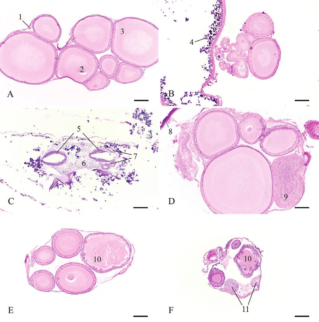 Reproduction of Snake-eyed Skink Ablepharus kitaibelii (Bibron & Bory de Saint-Vincent, 1833) in Bulgaria Fig. 5. Histological sections of ovaries of A.