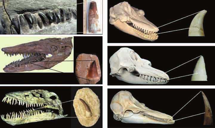 Figure 1: Selected skulls and dentitions of Late Cretaceous marine reptiles and Cenozoic marine mammals.