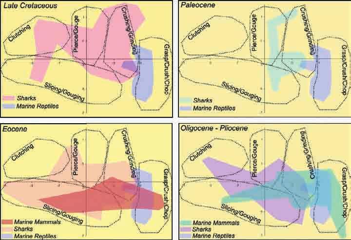 Figure 5: Occupation of the tooth morphospace during the Late Cretaceous, Paleocene, Eocene, Oligocene Pliocene.
