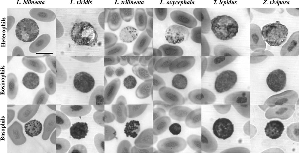 420 R. Sacchi et al. Figure 1. Heterophils, eosinophils and basophils of cells of the Laceta bilineata, L. viridis, L. trilineata, L.
