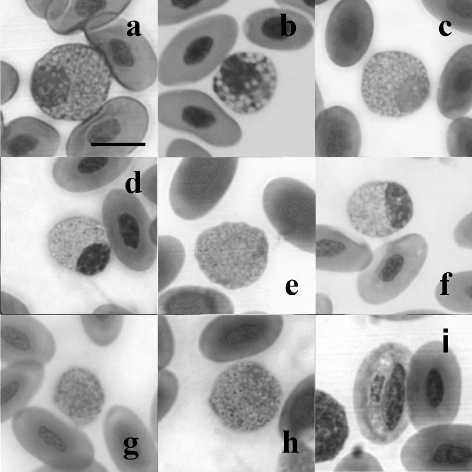 Leukocytes of European lizards 421 Figure 3. The fourth granulocyte type (a h), and an erythrocyte infected by haemogregarine spp. (i) (May Grünwald/Giemsa stain); (a) Podarcis tiliguerta, (b) P.