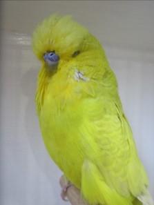 Parr 1 st Bird:Yellowface Sky cock. Very powerful bird in top condition with excellent facial features. Picked himself. 2 nd Bird: Yellowface Sky cock. Big strong bird with good spots and mask.