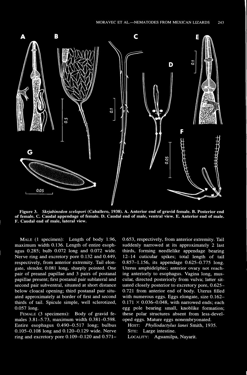 MORAVEC ET AL. NEMATODES FROM MEXICAN LIZARDS 243 Figure 3. Skrjabinodon scelopori (Caballero, 1938). A. Anterior end of gravid female. B. Posterior end of female. C. Caudal appendage of female. D.