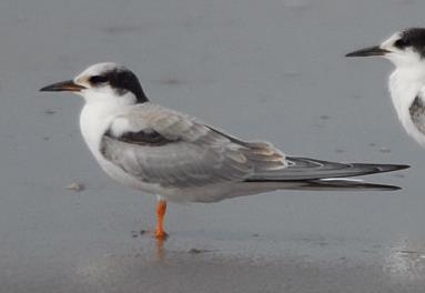 No breeding plumage attained in 2 nd calendar year. Figure 3-166: Juvenile plumage (Jul) B. de Bruijn 1 st Breeding.