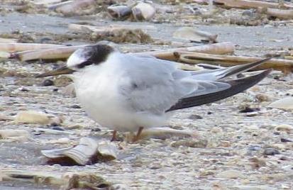 wing-coverts grey with dark tips; underparts white; bill dark brown to black; feet yellow-brown. 1 st Non-breeding.