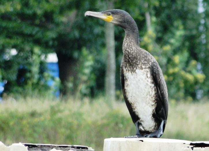 3.3 Great Cormorant (Phalacrocorax carbo) Plumages Juvenile. Most upperparts brownblack in colour (3-7).