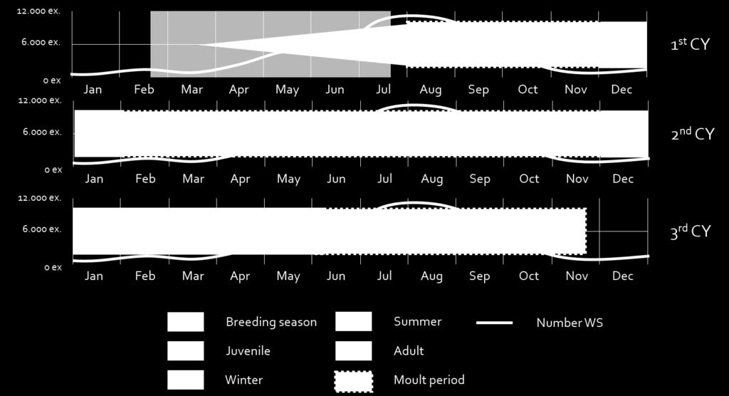 Figure 3-10: Juvenile plumage and moult phases of the Great Cormorant ( Bas Engels) Recommendation Juveniles are easily distinguished from adults by white underparts.