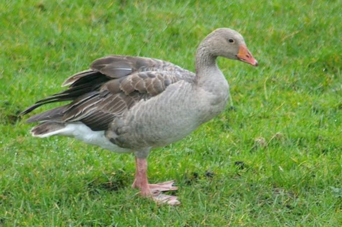 3.8 Greylag Goose (Anser anser) Plumages Juvenile. Similar to adult, but feather edges on upperparts and sides more buff coloured which causes a scaled effect (3-23).