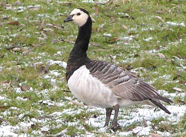 3.9 Barnacle Goose (Branta leucopsis) Plumages Juvenile. Very similar to adult, but white parts on head greyer. Black on chest, neck and mantle duller and tinged brown.