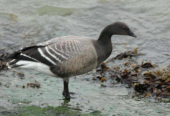 3.10 Brent Goose (Branta bernicla) Plumages Juvenile. Like adult, but colours on head, neck, chest, upper breast and mantle dull brown to black without white markings.