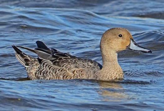 3.16 Northern Pintail (Anas acuta) Plumages Juvenile. Like adult breeding, but pattern on whole body more messy streaked and mottled compared to frequent pattern on adult body (3-47).