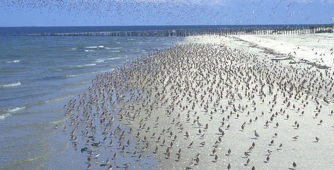 1 CASE STUDY: SHOREBIRD RECRUITMENT The Wadden Sea is acknowledged as one of the most important tidal wetland areas in the world (Roomen et al, 2005).