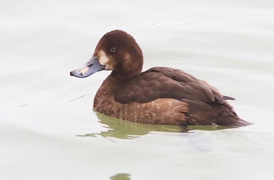 3.18 Greater Scaup (Aythya marila) Plumages Juvenile. Similar to adult breeding, but head and neck dark grey to brown; lighter patch on lores and chin.