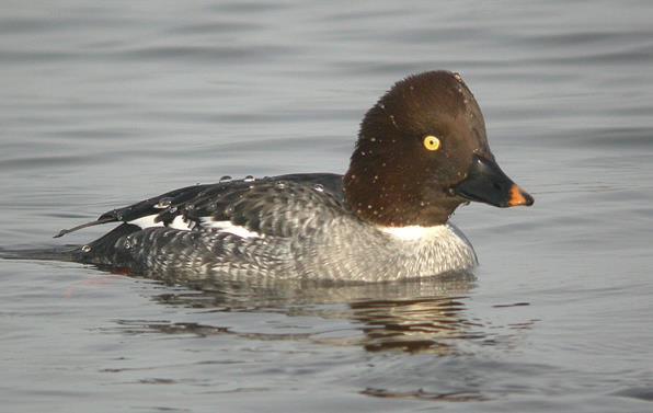 3.20 Common Goldeneye (Bucephala clangula) Plumages Juvenile. Very similar to adult, but differs in having a duller, grey brown head (3-60). Lacks white collar of adult and eclipse.