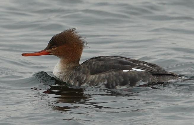 3.21 Red-breasted Merganser (Mergus serrator) Plumages Juvenile. Very similar to adult non-breeding, but sides of the head paler buffbrown. Lacks black face of adult.