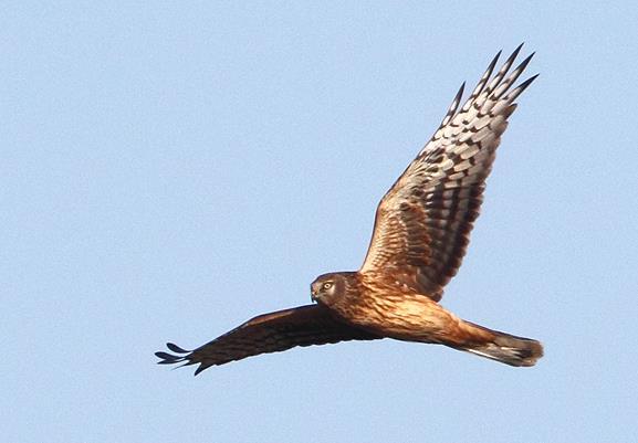 3.24 Hen Harrier (Circus cyaneus) Plumages Juvenile. Very similar to adult and not always distinguishable with certainty. Warmer, yellow-brown and less streaked underparts compared with adult (3-72).