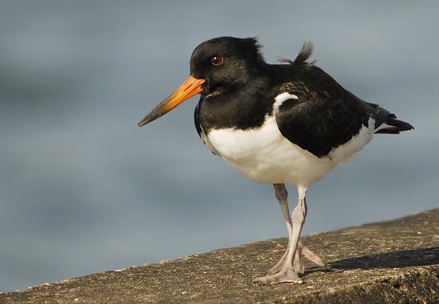 3.26 Eurasian Oystercatcher (Haematopus ostralegus) Plumages Juvenile. Similar to adult nonbreeding, but differs in having tinged brown upperparts instead of deep black (3-78).