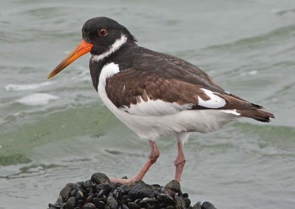 Bill becomes dull red, but still retains some juvenile dark on the tip; feet dark grey to pink. Figure 3-78: Juvenile plumage (Aug) G. Visser 1 st Breeding.