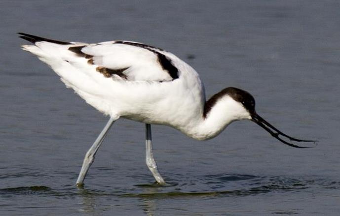 3.27 Pied Avocet (Recurvirostra avosetta) Plumages Juvenile. Like adult, but black parts of adult are brownish in juvenile plumage (3-82). Feet slate grey. 1 st Non-breeding.