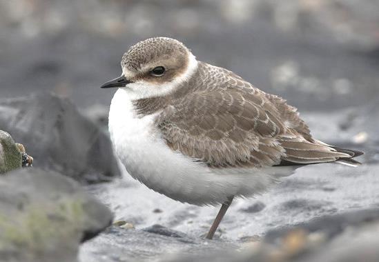 3.29 Kentish Plover (Charadrius alexandrinus) Plumages Juvenile. Very similar to adult non-breeding, but fringes on upperparts are rufous to light in colour (3-88). Head and chest patches paler.