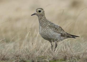 3.30 Eurasian Golden Plover (Charadrius apricaria) Plumages Juvenile. Like adult non-breeding, but distinguishable by small details.