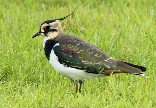 3.32 Northern Lapwing (Vanellus vanellus) Plumages Juvenile. Similar to adult nonbreeding, but feathers on crown duller brown with pale edges and a very short crest (3-97).
