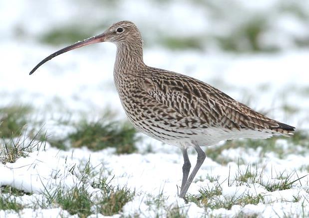 3.40 Eurasian Curlew (Numenius arquata) Plumages Juvenile. Very similar to adult, but can be distinguished by less rufous fringes of head, neck, mantle, scapulars, tail, chest and breast.