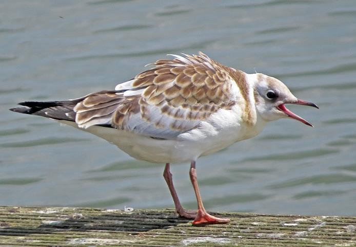 3.45 Black-headed Gull (Chroicocephalus ridibundus) Plumages Juvenile. Very different from adult non-breeding; all upperparts with dark, brown and reddish colours (3-135).