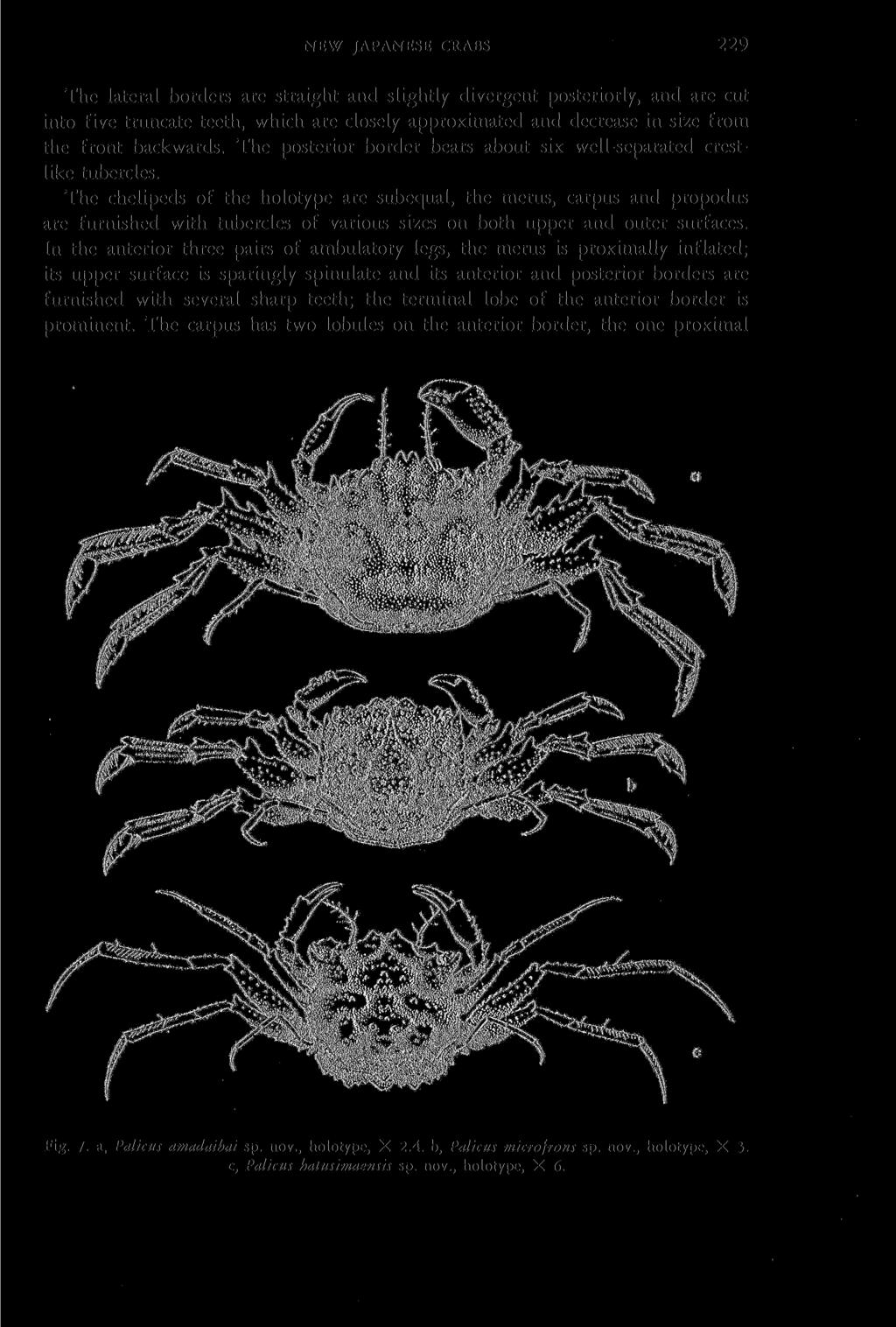 NEW JAPANESE CRABS 229 The lateral borders are straight and slightly divergent posteriorly, and are cut into five truncate teeth, which are closely approximated and decrease in size from the front