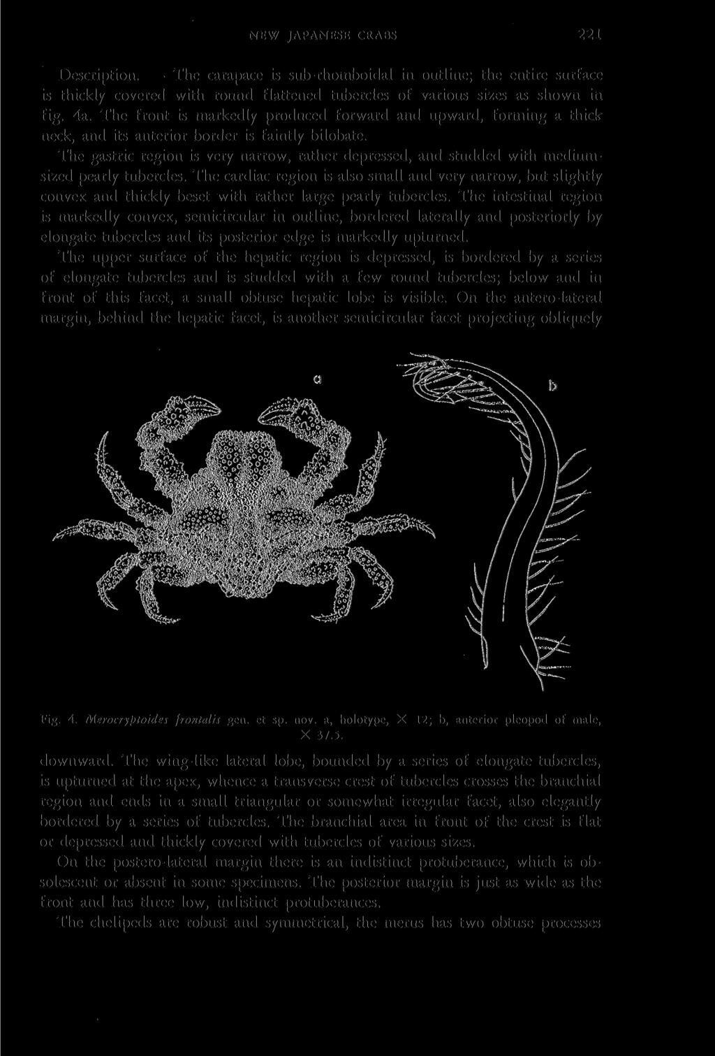 NEW JAPANESE CRABS 221 Description. The carapace is sub-rhomboidal in outline; the entire surface is thickly covered with round flattened tubercles of various sizes as shown in fig. 4a.