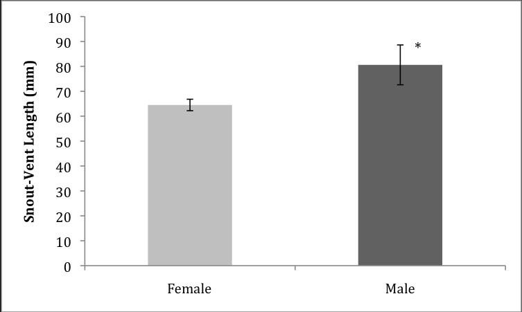 Males were also much more variable than females. The SSDI for this restricted data set is 1.25. This SSDI value is placed in the context of other members of the genus Leiocephalus in Table 1.