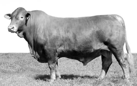 genetic sister to Collier herd sire Logan. CUP Lab scan results: REA/CWT 1.18, IMF 2.48. She sells open and ready for action!