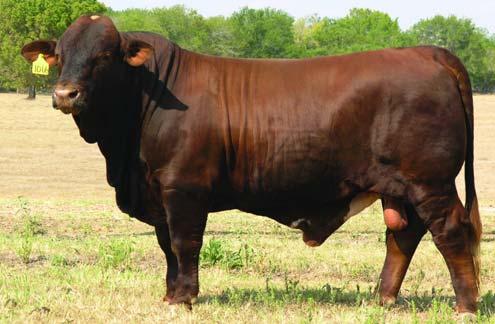 Logan and Tiger Joy have produced some of the highest selling and most consistent cattle we have offered at our production sales and other highlight events.