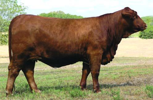 His full sister sells as Lot 21, study the consistency.