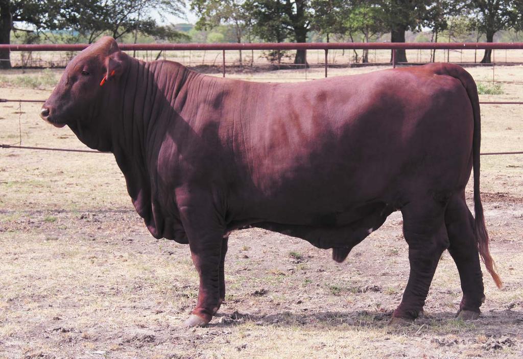 Simply Jack 34 Herd Sire Prospect ID#: 39/10 Simply Jack Breeder: L Two Ranch BBU#: C988204 DOB: 10-23-09 Classified: NA Color: Red L2 Captain Jack DNA US4039455 PV ID# 39/10 Simply Jack Simpley