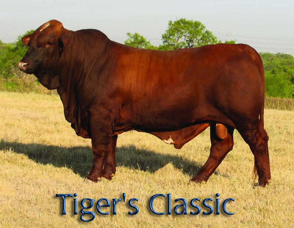 **Painted Tiger Dunkin s 4D 1504 **Passion ID# 504 TIGER S CLASSIC Classic Tiger Comer s Lucky 502 Comer s 0/06 EPD 1.3 9 11 3 7 0.