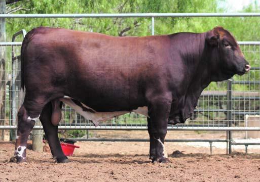 13 Pick of Calves 13A - ID#: FOR Sure Shot 0042 (FEMALE) Breeder: Forshage BBU#: AF DOB: 02-07-11 Classified: NP Color: Red (Polled) 13B - ID#: FOR Loaded for Bear 0046 (MALE) Breeder: Forshage BBU#: