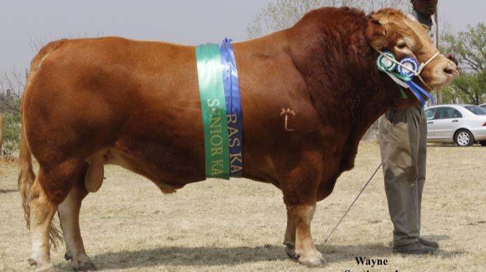 LOT 5: IC09-10 Leadwood Explosive An outstanding show bull that won the Senior and Breed Champion at Standerton 2013 and he represented the Limousins in the Phase C competition at